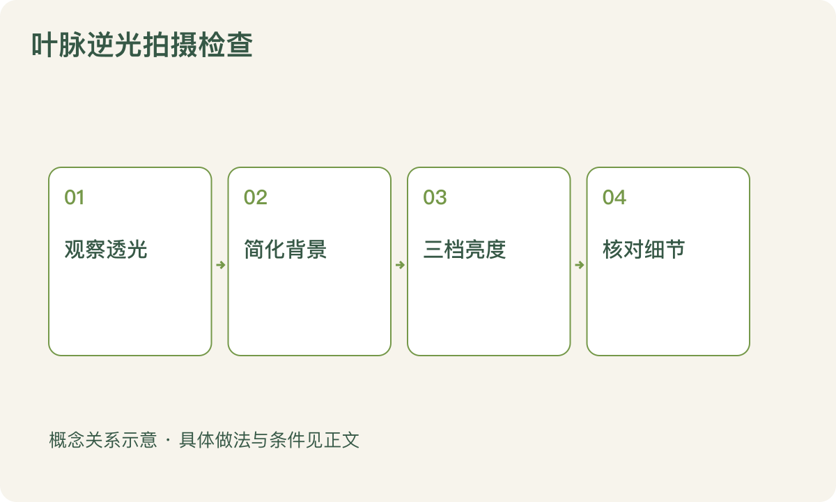 叶脉逆光拍摄检查：观察透光；简化背景；三档亮度；核对细节
